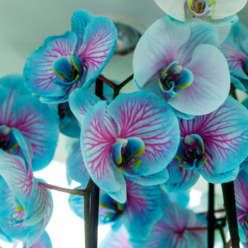 Orchidée Bleue